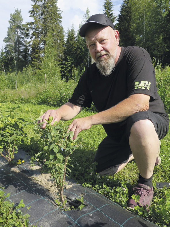 Juha Sipponen viljelee hunajamarjaa