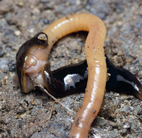 argentiinanlatta_syo_kastematoa