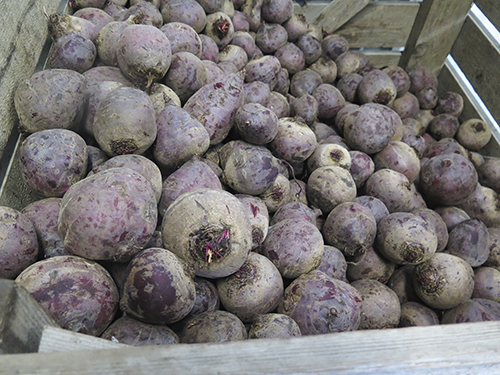 punajuurikas
