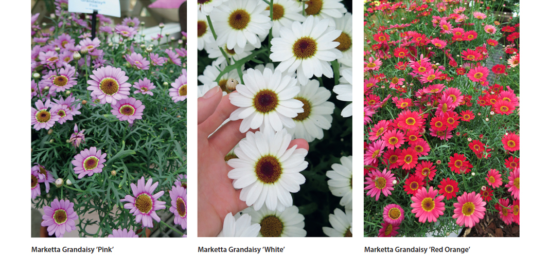 alarivi_salvia_neilikka