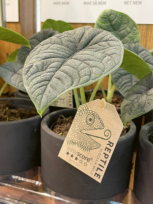 alocasia