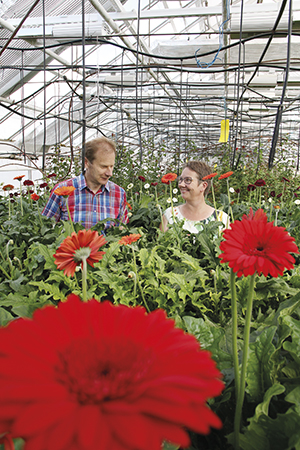 gerbera