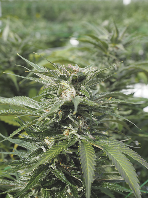 kannabis