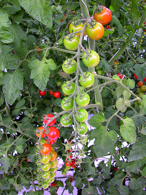 dscn2290-jpg