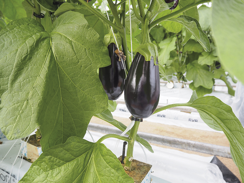 olympus-digital-camera-111