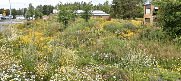 netti_lansitien-suojavalli-9-7-2024_kas