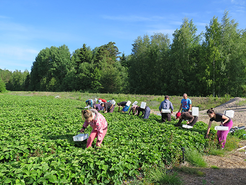 nettiin Poimijat Vilppula