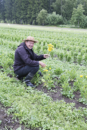 perennaa