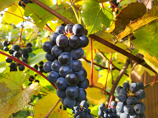 tummat-rypaleet-avomaalla