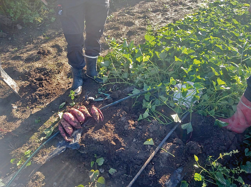 xsweet-potato-18-september-2023-b-kopio